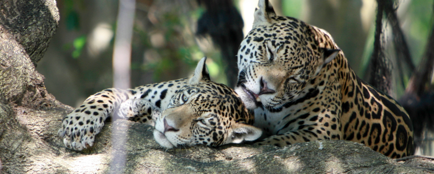Jaguars