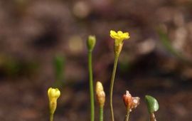 Saxifraga Hans Dekker Draadgentiaan