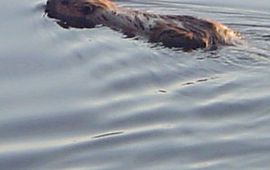 Bever Groningen uitsnede