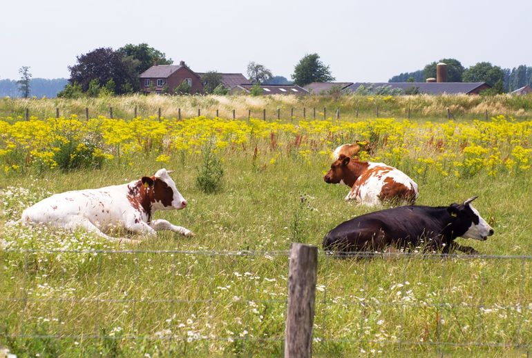 De nieuwe Boerenlandvogelbalans laat zien dat vogels van het open boerenland, zoals de grutto en de patrijs, sinds 1990 met bijna zeventig procent afnamen