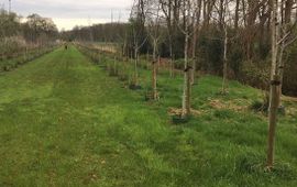 Aanplant dubbele rij walnoten - Landgoed Weleveld