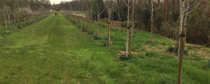 Aanplant dubbele rij walnoten - Landgoed Weleveld