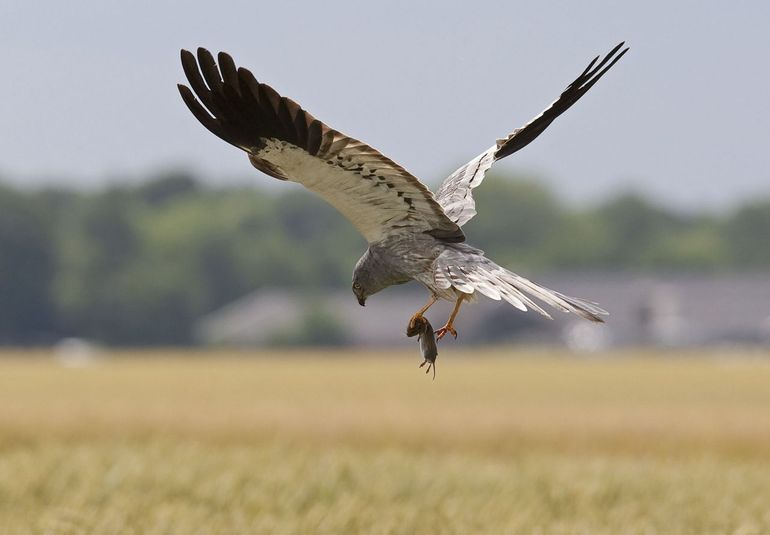 Mannetje Grauwe Kiekendief vliegt met prooi naar nest