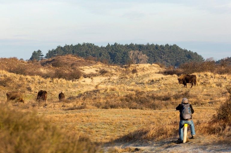 Deze bezoeker houdt zich aan de regels, blijft op het pad en respecteert de afstand tot de kudde