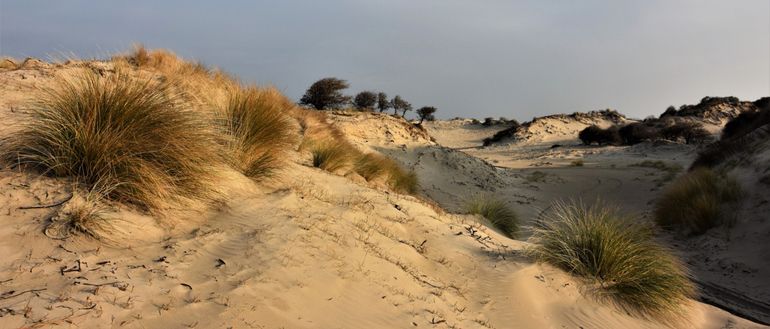 Helmduinen Meijendel. Door grootschalig plaggen, waarbij onvoldoende rekening is gehouden met de Nauwe korfslak, werd door verstuiving niet alleen het gehele ingerichte gebied, maar ook een deel van het oppervlak daaromheen ongeschikt voor de Nauwe korfslak