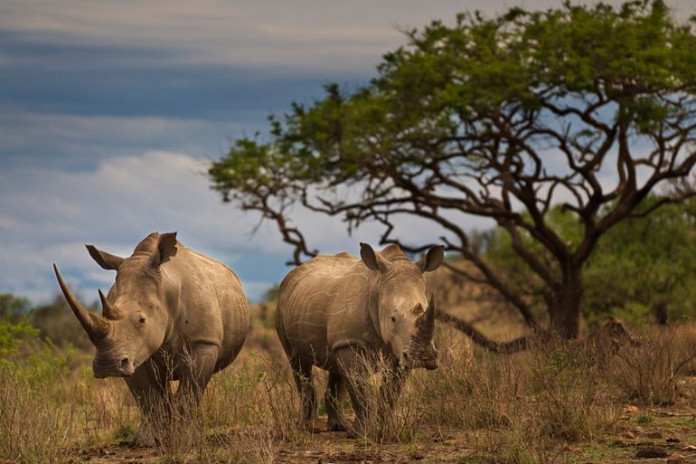 Twee witte neushoorns in Zuid-Afrika