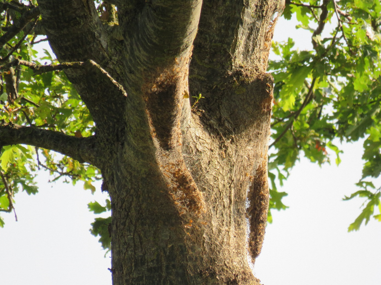 Voorbeeld van een boom met verlaten nesten, waar de rupsen massaal aanwezig waren en toch is er nauwelijks kaalvraat aan de boom