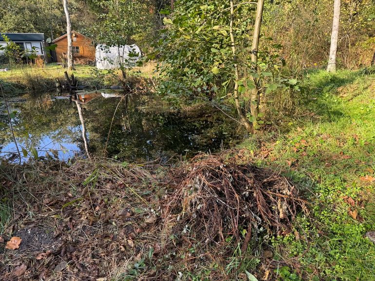 Dood plantmateriaal een paar uur bewaren op de kant van de vijver. Zo geef je amfibie&euml;n de kans terug te gaan naar het water