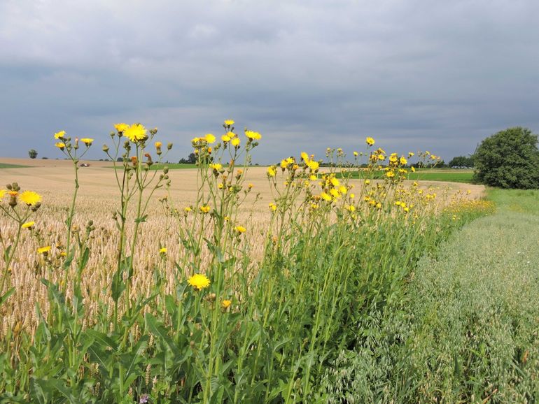 Meer kleur maakt het agrarisch landschap aantrekkelijk