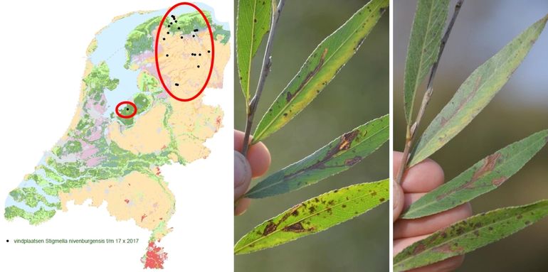 Kaartje met de vindplaatsen van de smalle wilgenmineermot en de mijnen , met doorvallend en met opvallend licht