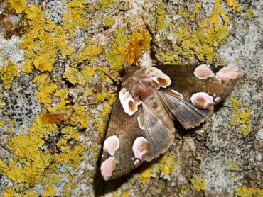 Nachtvlinders (hier een braamvlinder) vormen een zeer soortenrijke groep en ook hier hebben veel soorten de steun hard nodig