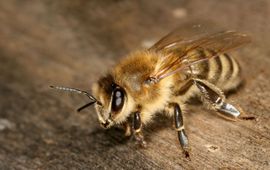 Honingbij, werkster van de ondersoort Apis mellifera carnica (foto: Richard Bartz, CCA-SA-licentie)