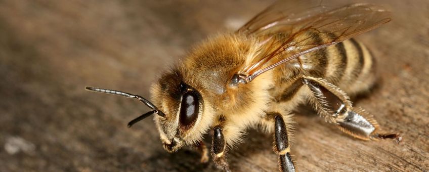 Honingbij, werkster van de ondersoort Apis mellifera carnica (foto: Richard Bartz, CCA-SA-licentie)