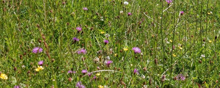 Knoopkruid (de paarse plant) is een veel gebruikte nectarplant door graslandvlinders