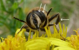 Mannetje blinde bij Eristalis tenax