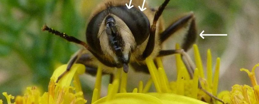 Mannetje blinde bij Eristalis tenax