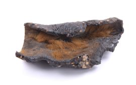 Naturalis Biodiversity Center Het zwartgeblakerde stuk huid van een reuzengrondluiaard.