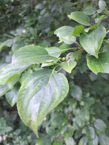 Het kenmerkende blad van de wegedoorn