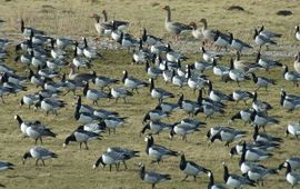 Branta leucopsis. Brandgans