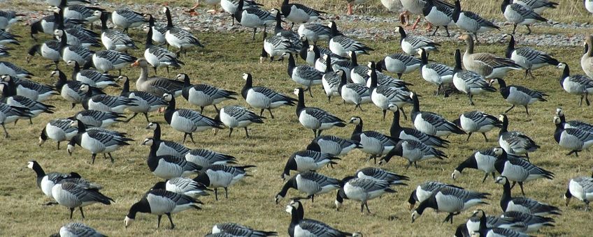 Branta leucopsis. Brandgans