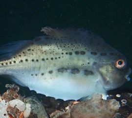 Jonge Snoltolf van ruim 10 centimeter lengte in de Oosterschelde