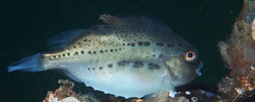 Jonge Snoltolf van ruim 10 centimeter lengte in de Oosterschelde