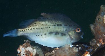 Jonge Snoltolf van ruim 10 centimeter lengte in de Oosterschelde