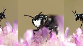 Mannetje van de composietmaskerbij