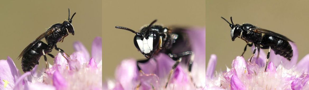 Mannetje van de composietmaskerbij
