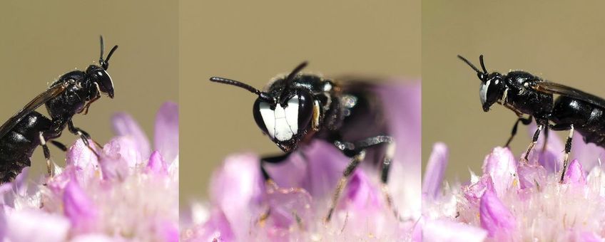 Mannetje van de composietmaskerbij
