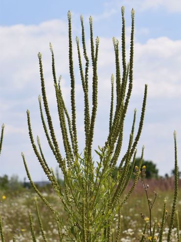 Habitus van de Wouw