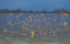 Wout van der Slikke klit bij hoogwater