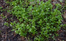 Vogelmuur Saxifraga