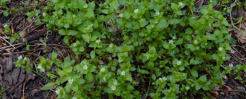 Vogelmuur Saxifraga