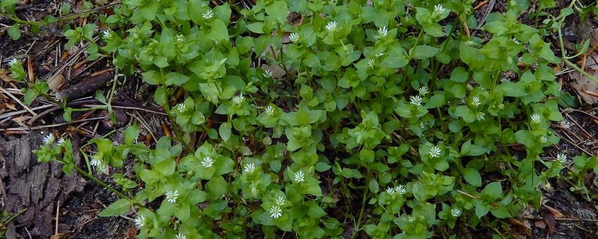 Vogelmuur Saxifraga