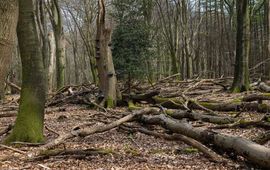 Veel zware dode bomen op de gron in bosreservaat Pijpebrandje