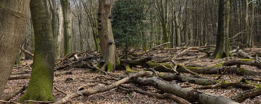 Veel zware dode bomen op de gron in bosreservaat Pijpebrandje