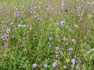 Blauwe knoop, een van de typische planten uit het projectgebied