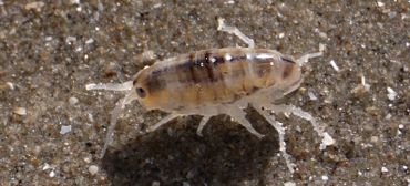 Op Groene stranden krijgen allerlei soorten kreeftachtigen, vliegen, kevers en wormen die specifiek afhankelijk zijn van aangespoelde wieren en dieren uit zee weer een kans. Hier de Strandvlo, een kreeftachtige die niet steekt