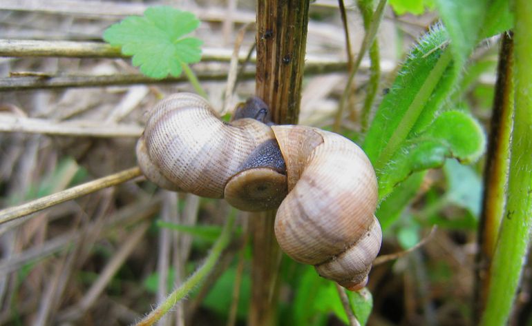 Geruite rondmondhoren (Pomatias elegans). Deze in Zuid-Limburg levende landhuisjesslak heeft een bijna ronde, permanente afsluitdeur (operculum). In dit geval is het een stevig plakje kalk (in het midden te zien bij de onderste, over zijn collega kruipende, slak). Zo kun je goed in lockdown. Veel inheemse huisjesslakken hebben echter geen operculum. Langlevende grotere soorten maken daarom zelf een tijdelijk deurtje, een epifragma, zoals te zien is op de leadfoto