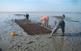 Proef aanleggen mosselbank Eems-estuarium (eenmalig gebruik WUR)