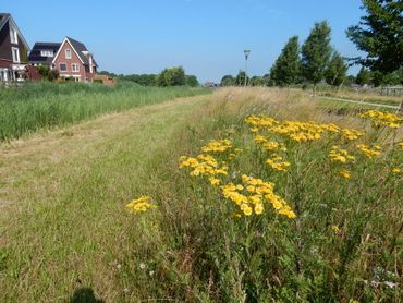 Bij iedere maaibeurt blijven delen overstaan