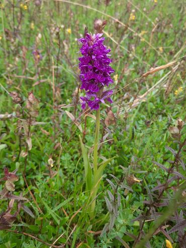 Brede orchis in het Lauwersmeergebied