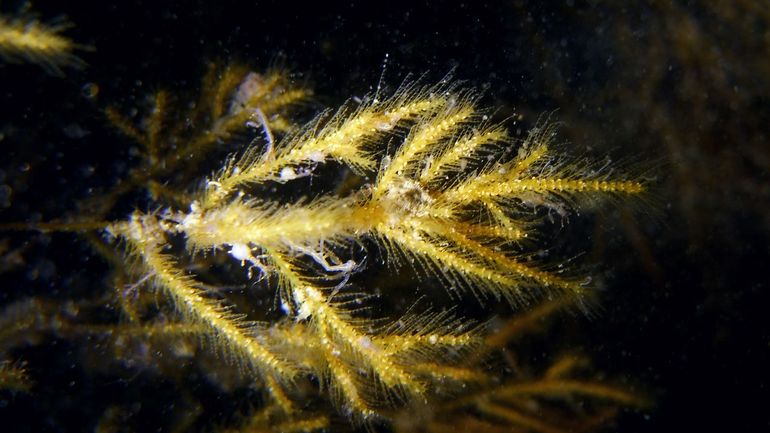 Vertakte zeespriet (Nemertesia ramosa). De vele vertakkingen zijn op deze foto duidelijk te zien