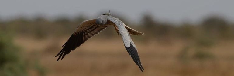 Een mannetje Grauwe Kiekendief met GPS-logger afkomstig uit Oost-Groningen, jagend in Senegal