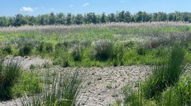Droogte bij Oostelijke Vechtoever mei 2025