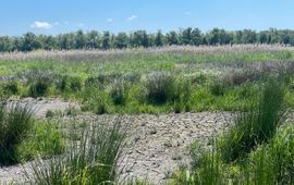 Vogelbescherming Nederland Droogte bij Oostelijke Vechtoever mei 2025