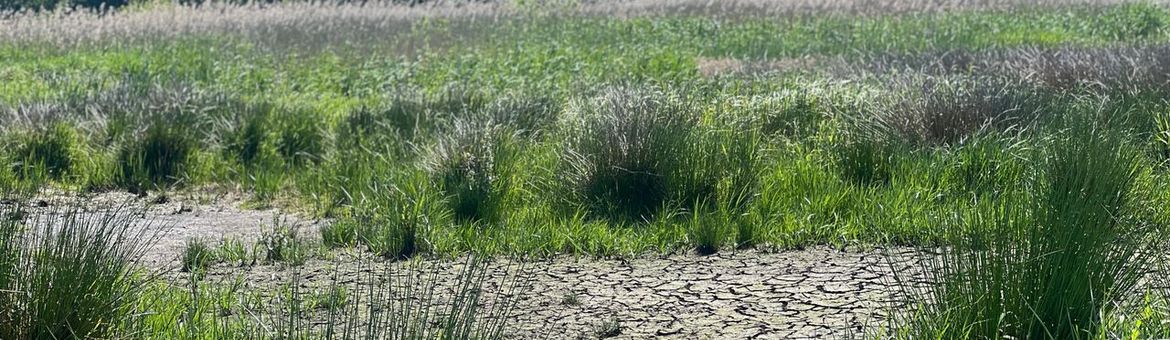 Droogte bij Oostelijke Vechtoever mei 2025