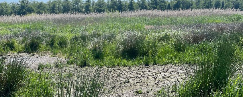 Droogte bij Oostelijke Vechtoever mei 2025