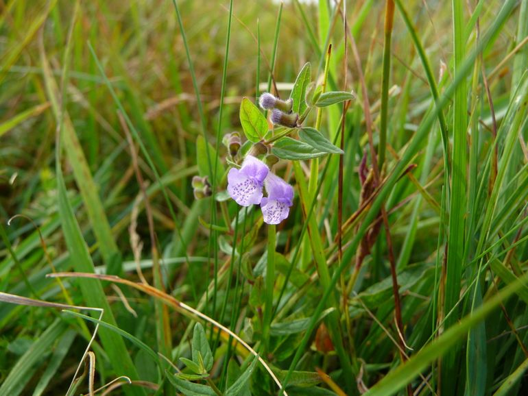 Klein glidkruid